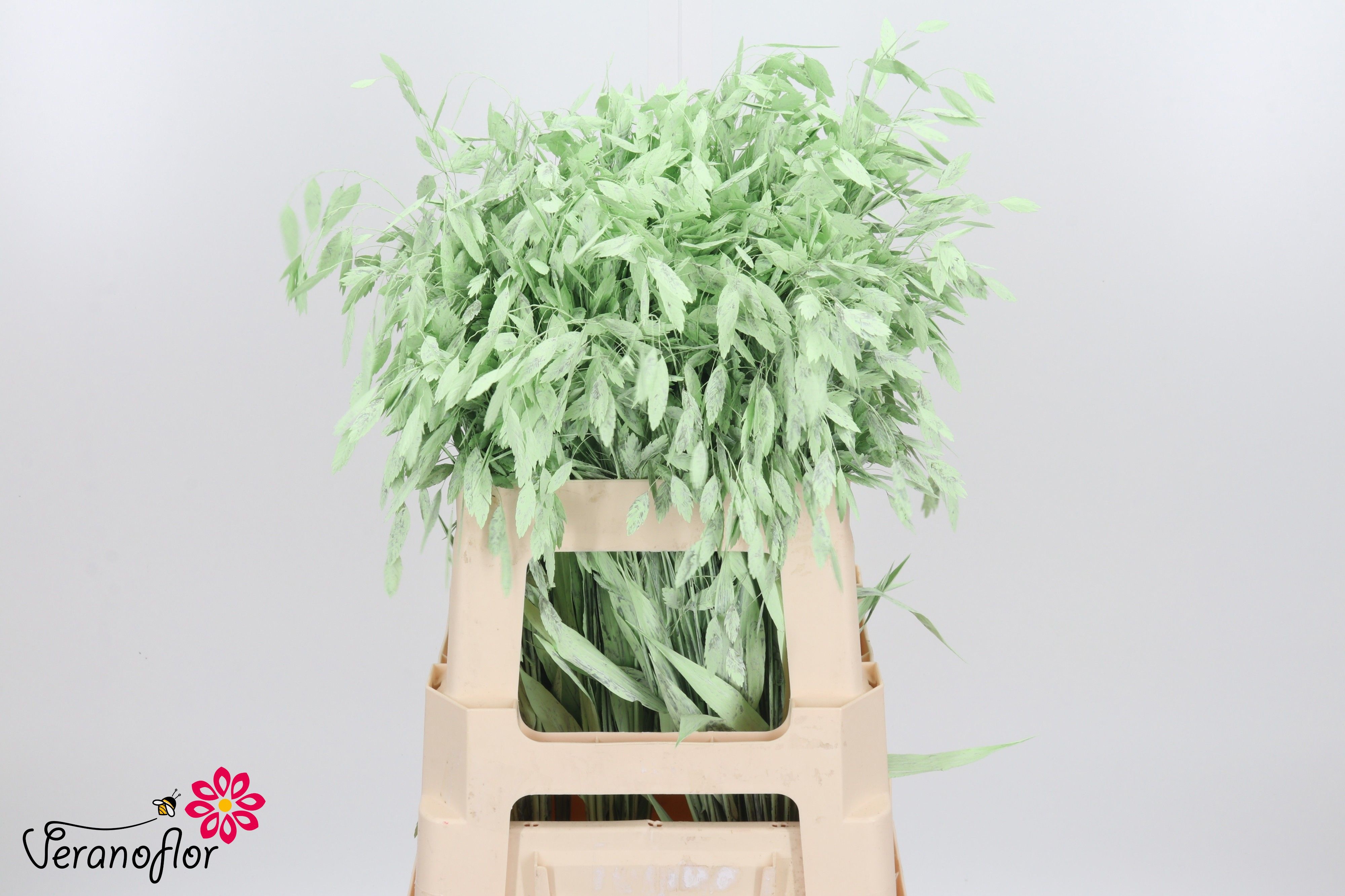 Ornamental Grass Painted (PANICUM)