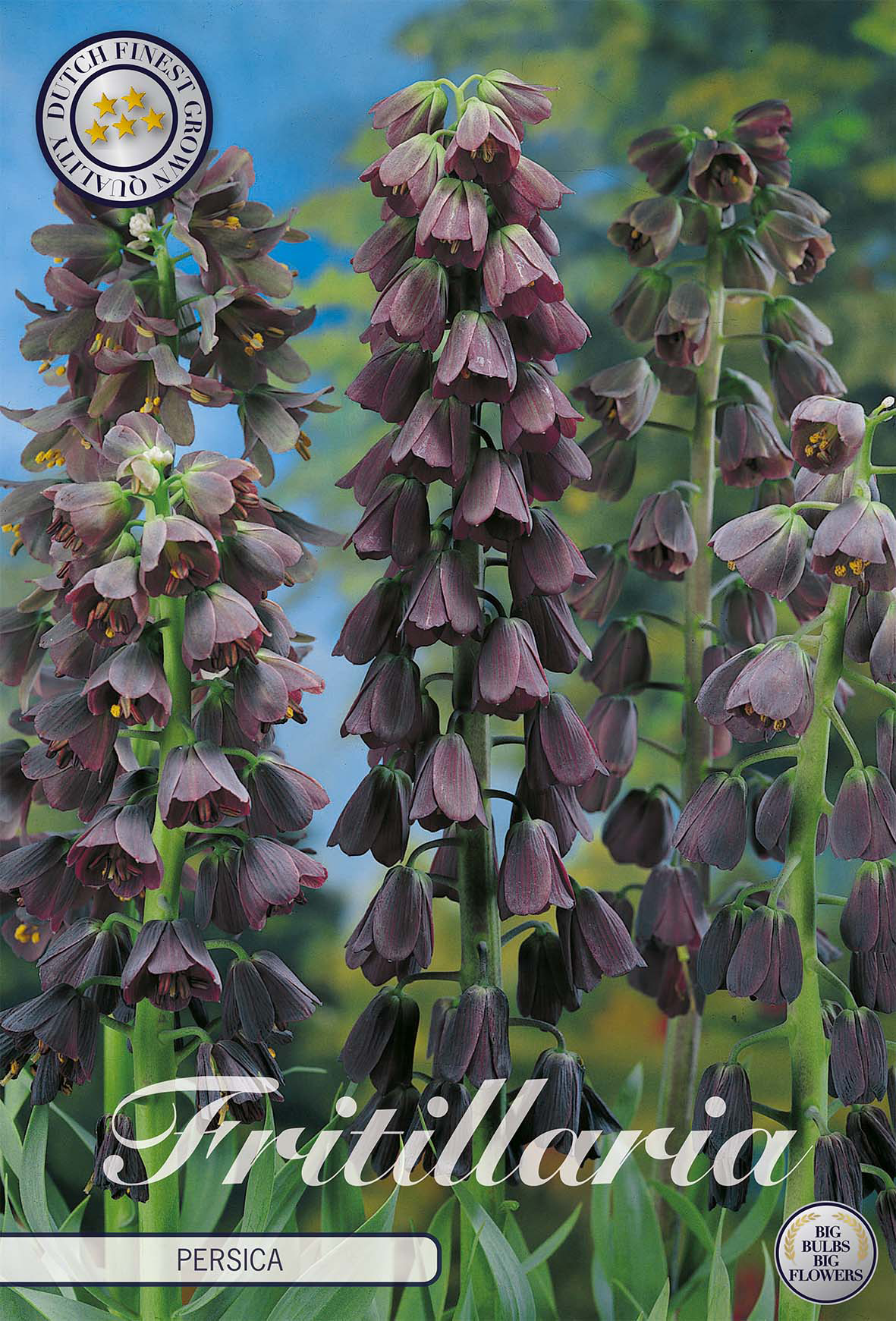 Fritillaria Bol