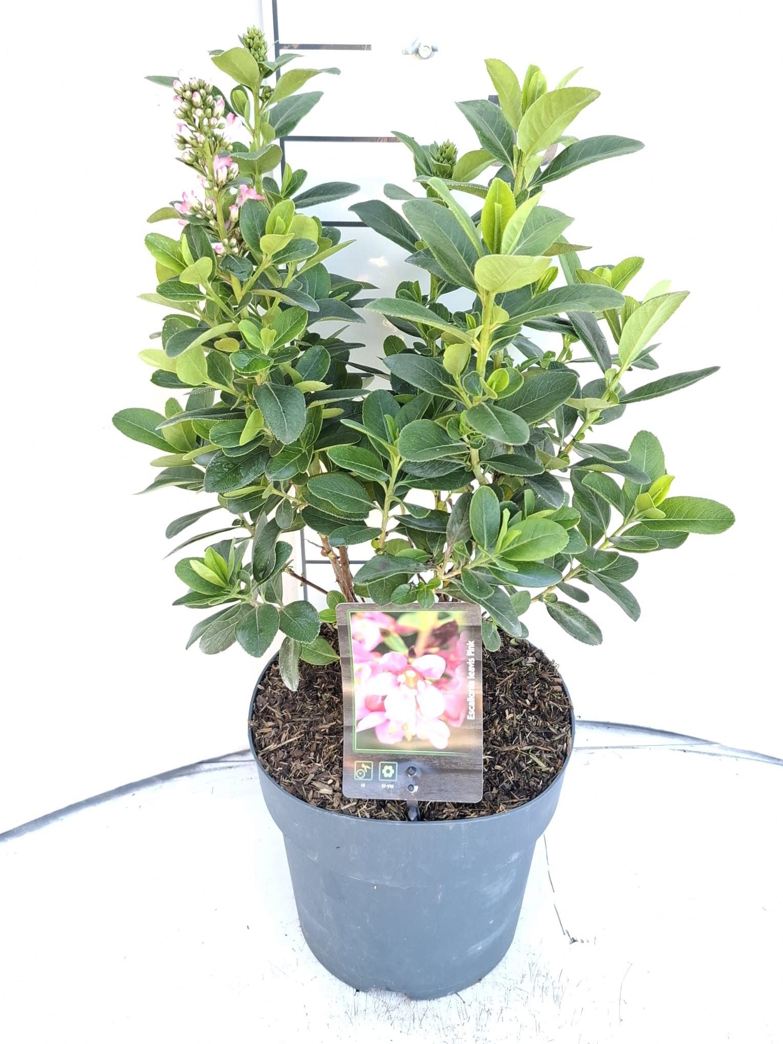 Escallonia laevis Pink Elle ('Lades')