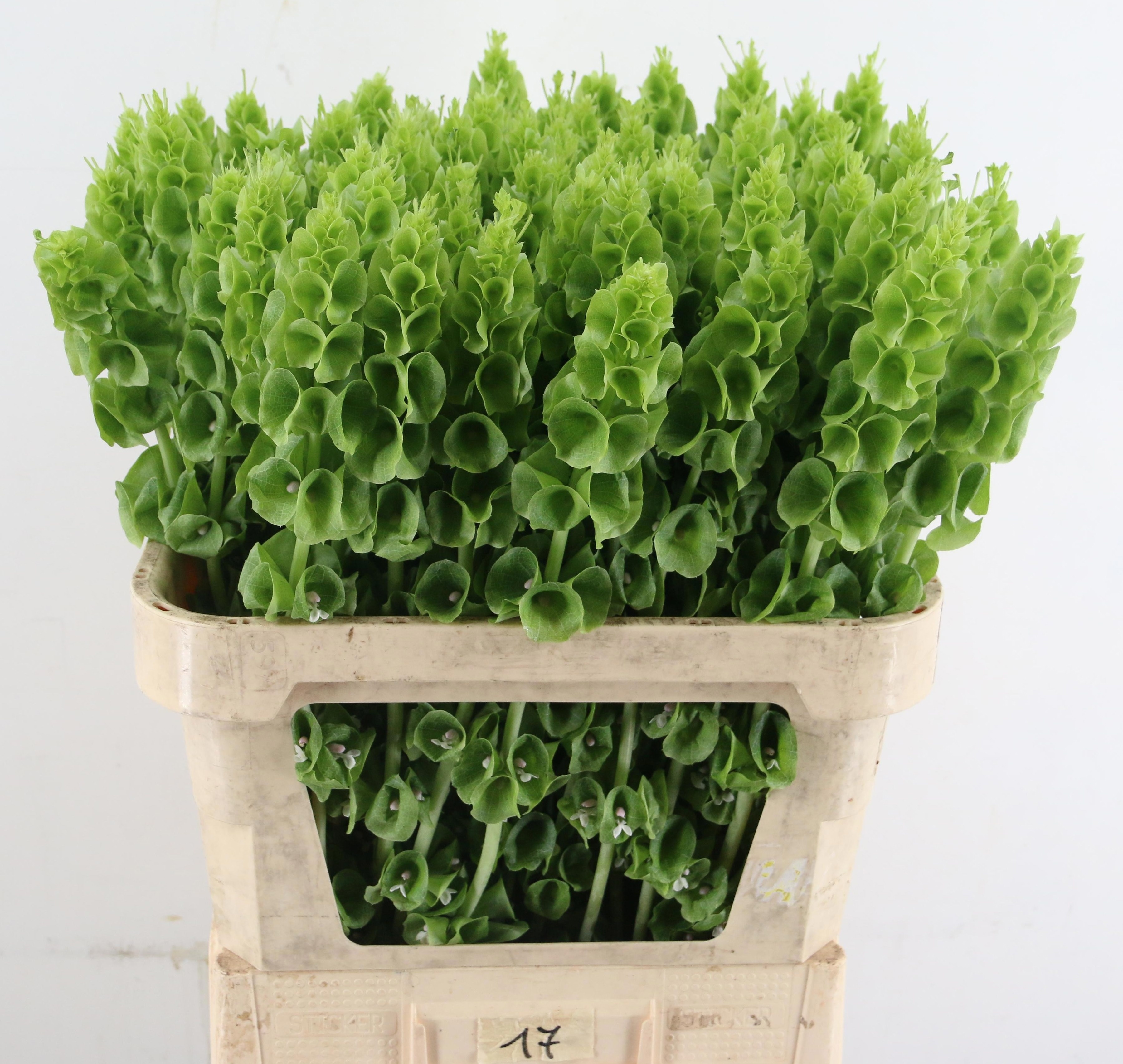 Moluccella Stuk