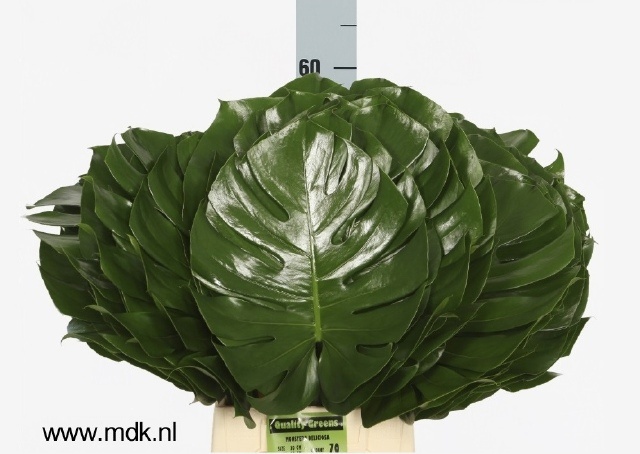 Monstera Blad
