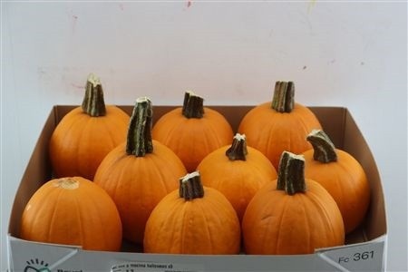 Cuc Maxima Halloween