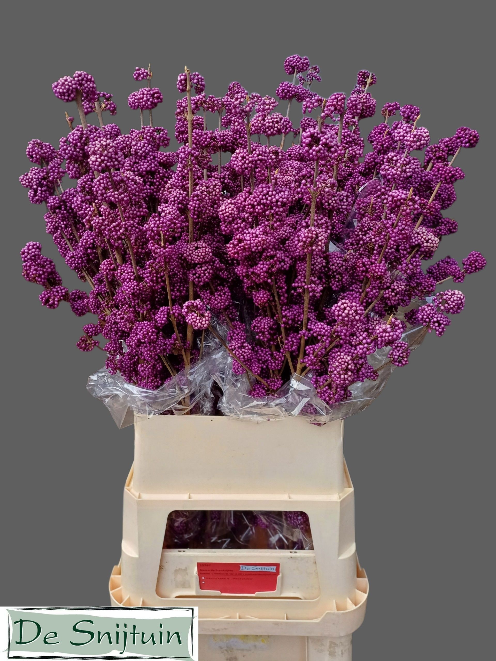 Callicarpa Bod Giraldi(imp) 100cm