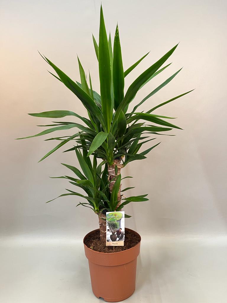 Picture of Yucca 45-20 2+Head P21 85cm