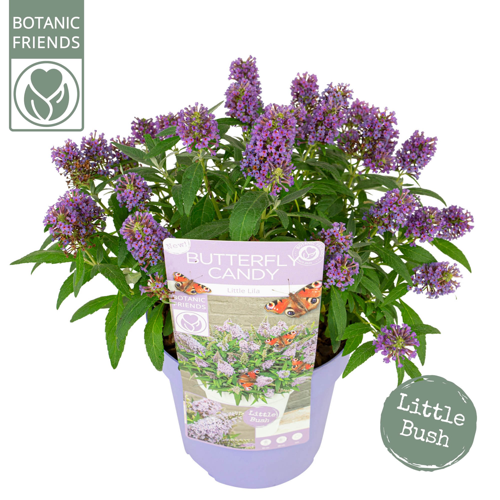 Picture of Buddleja Butterfly Candy 'Little Lila'®