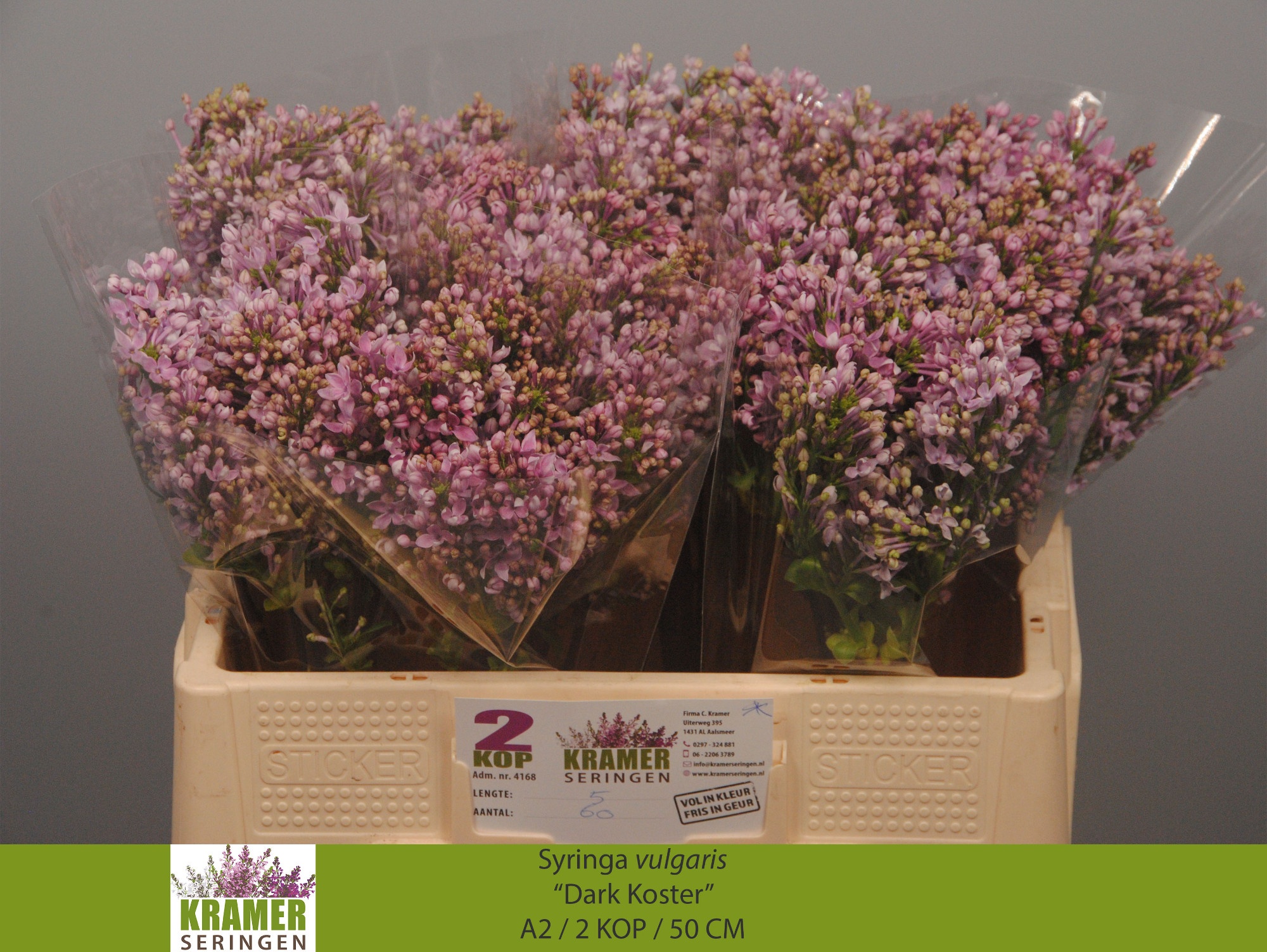 Lilac Dark Koster 50cm 2