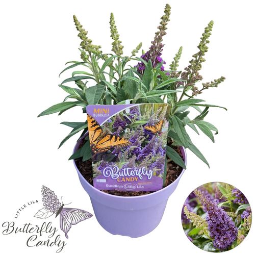 Buddleja d. 'Little Lila ' ® p19 Peijl