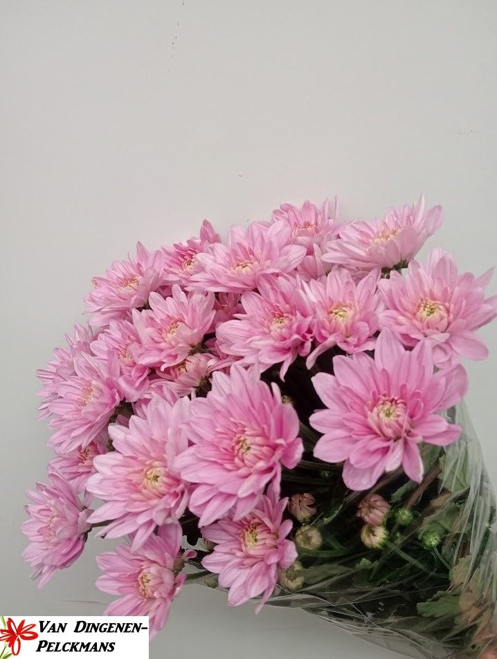 Chrys Spray Baltica Pink 90gram