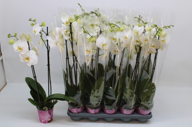 Phalaenopsis White 2 Stem 12Ø 65cm