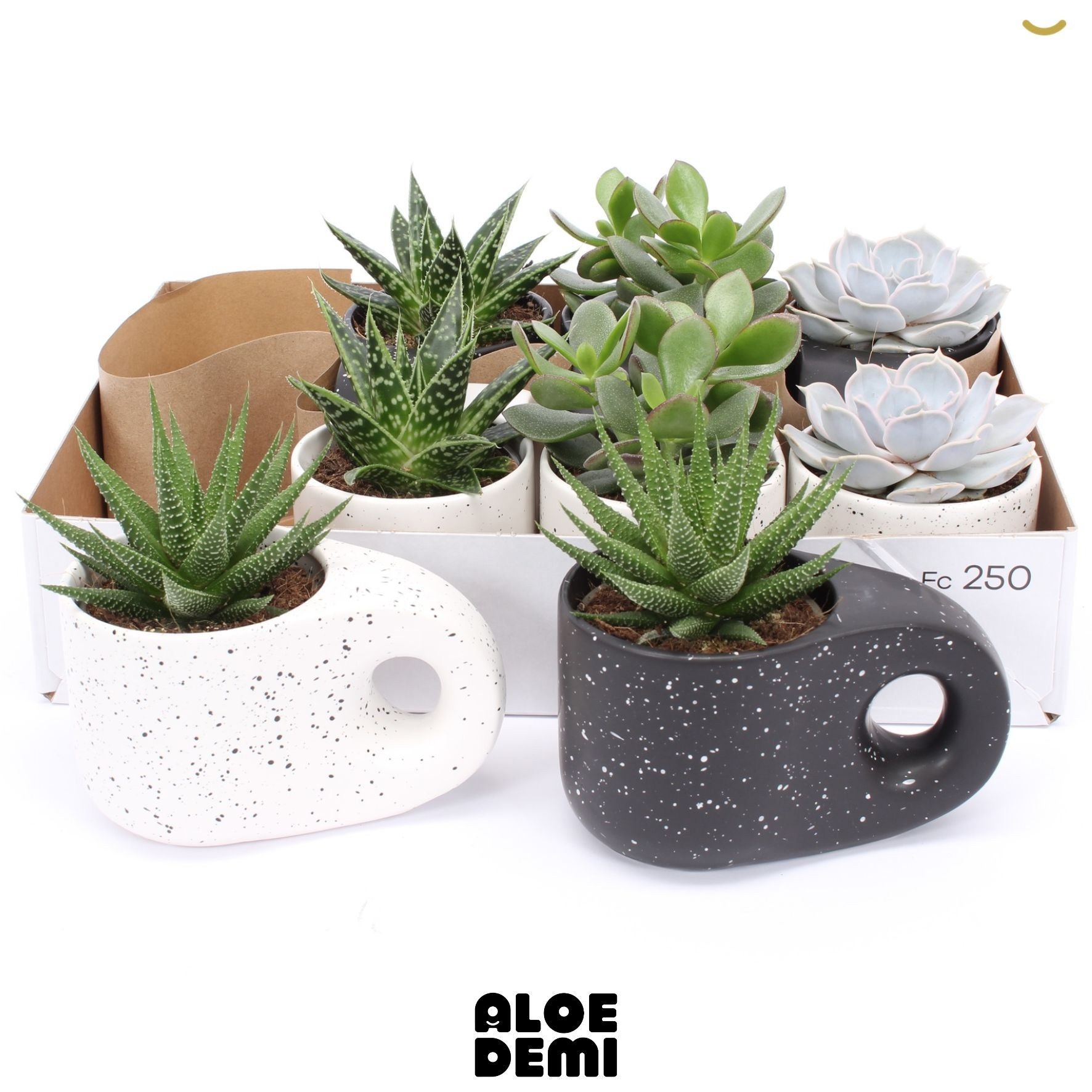 Succulenten Overig 15Ø 13cm