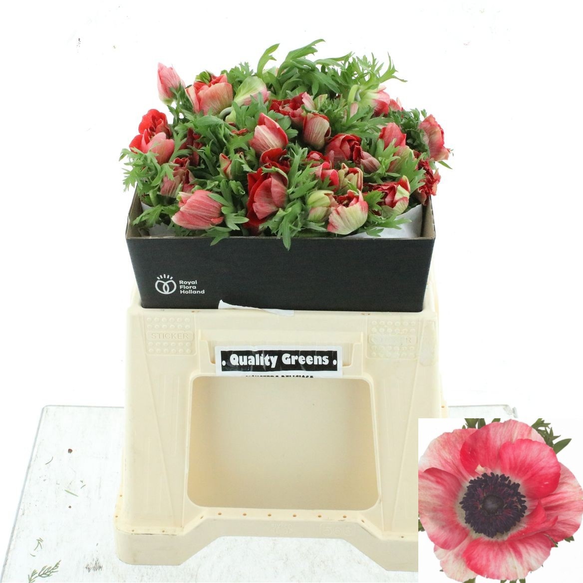 Anemone Mistral+ Red 35cm
