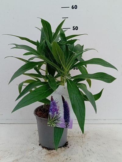 Echium fastuosum
