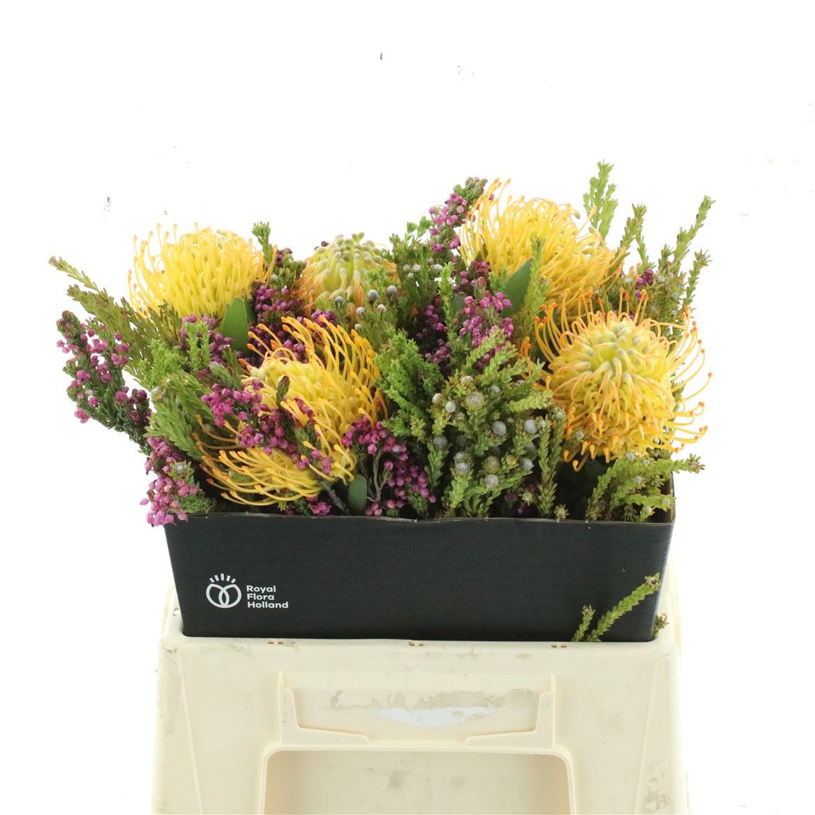Protea Bouquet Per Bunch 40cm