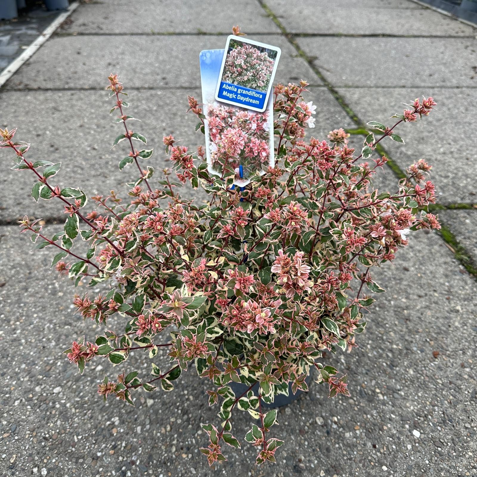 Picture of Abelia grandiflora Magic Daydream ('Opstal 103'PBR) P17 25CM