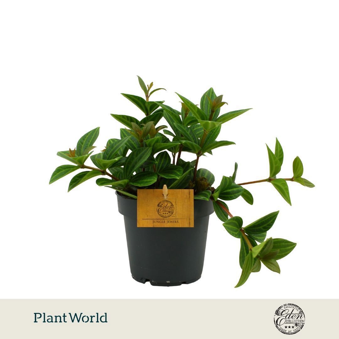 Peperomia Ang. Roc. Alto