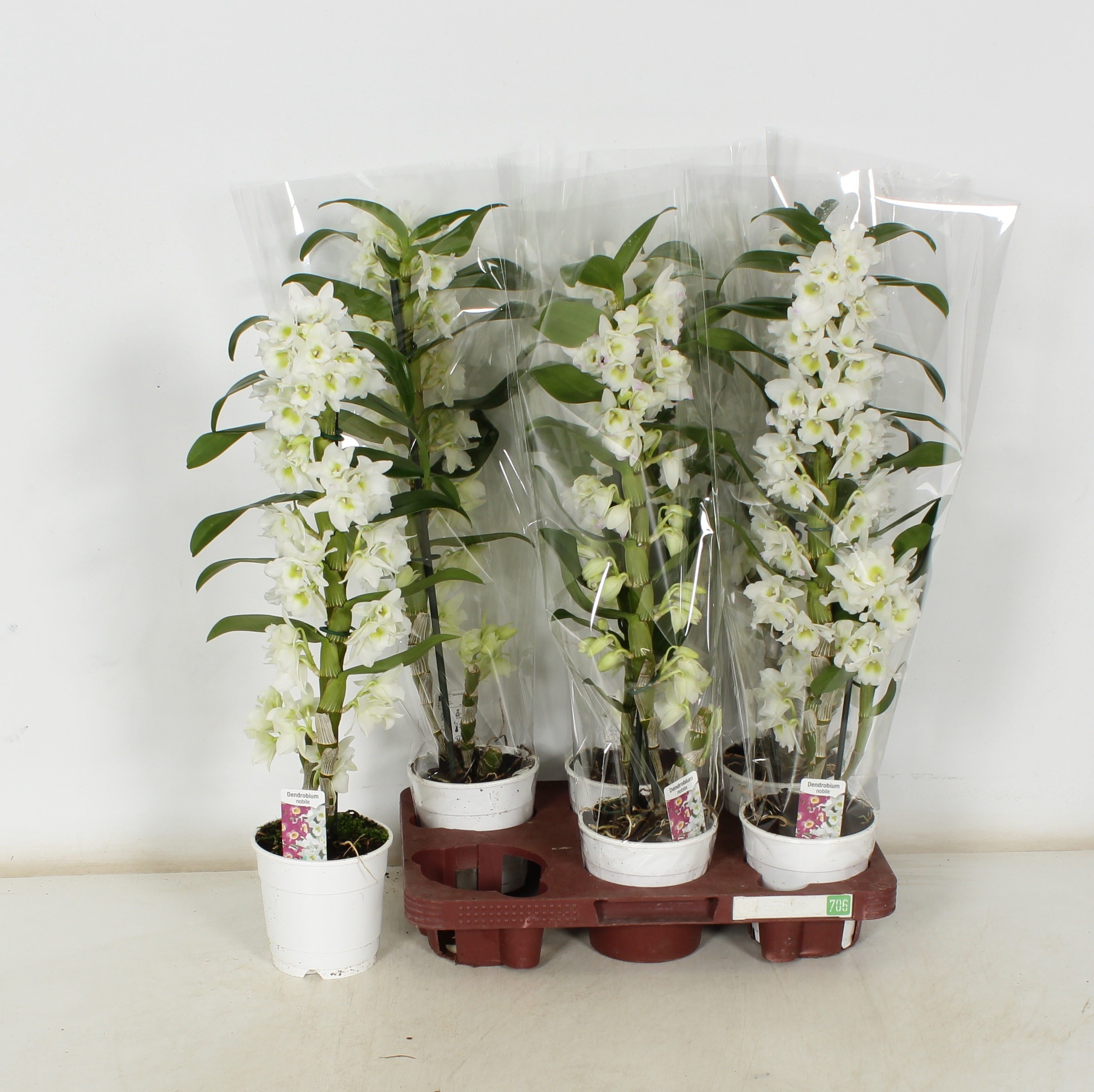 Dendrobium Nobile Cu 12Ø 60cm