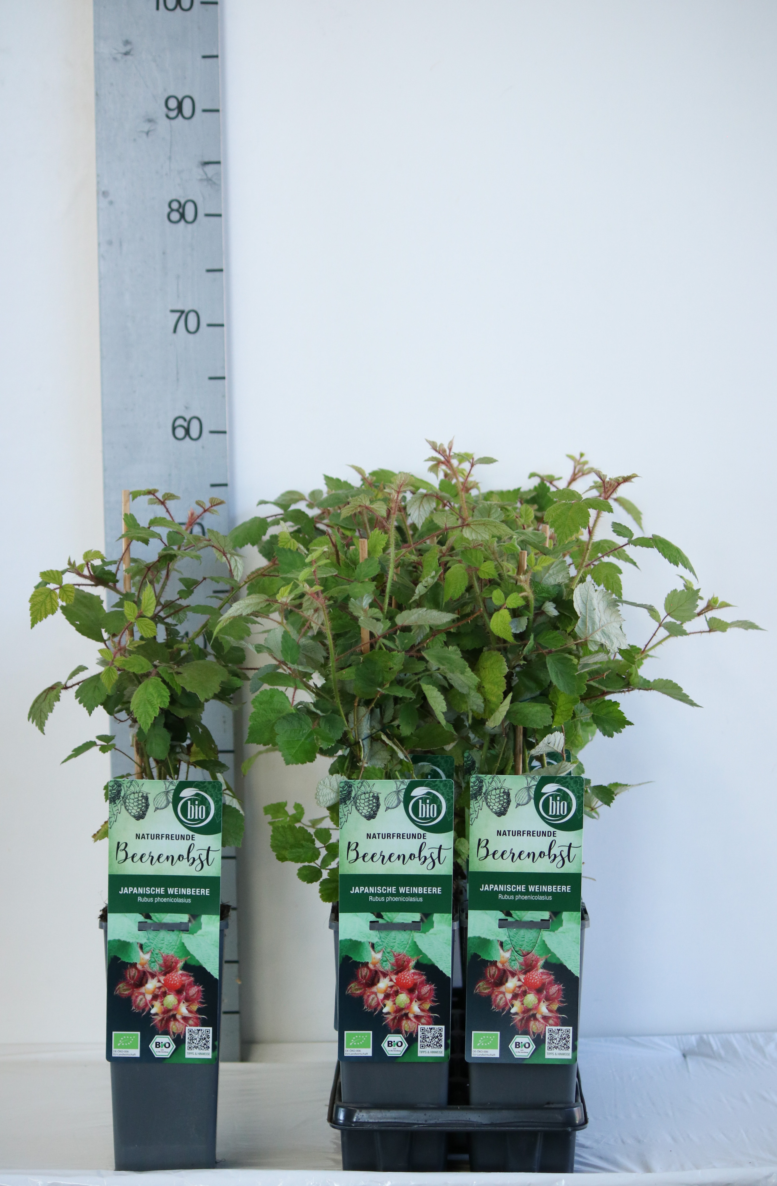 Rubus BIO Rubus phoenicolasius DE-ÖKO-006