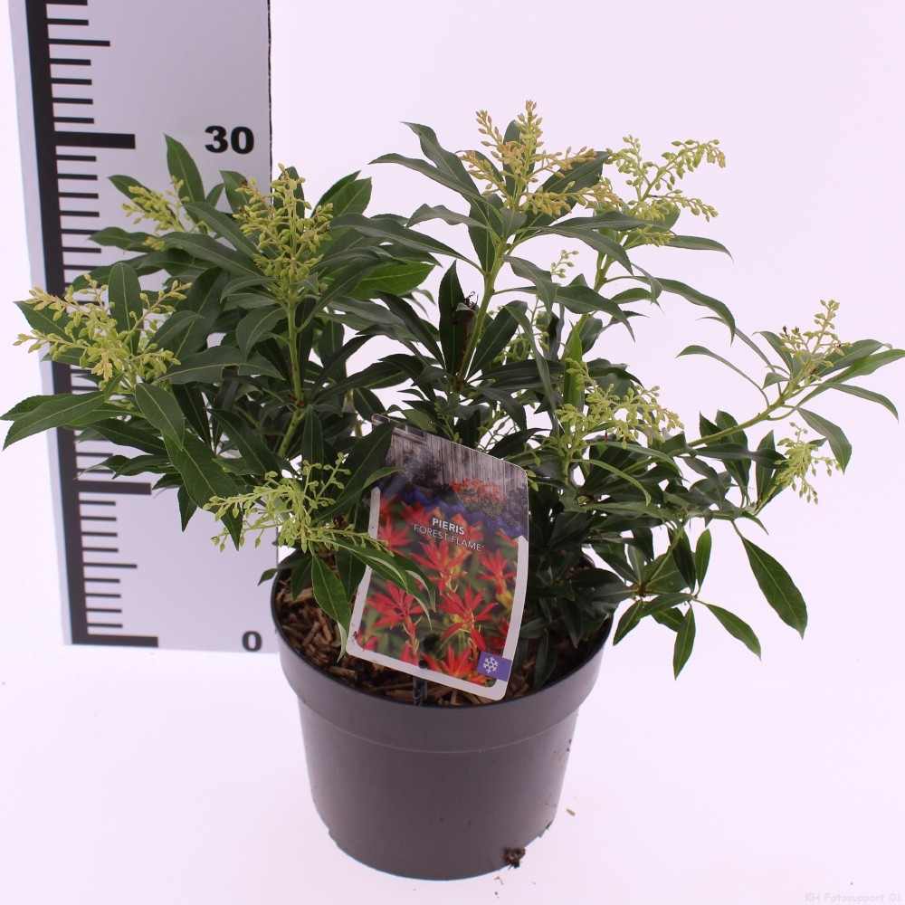 Picture of Pieris Forest Flame