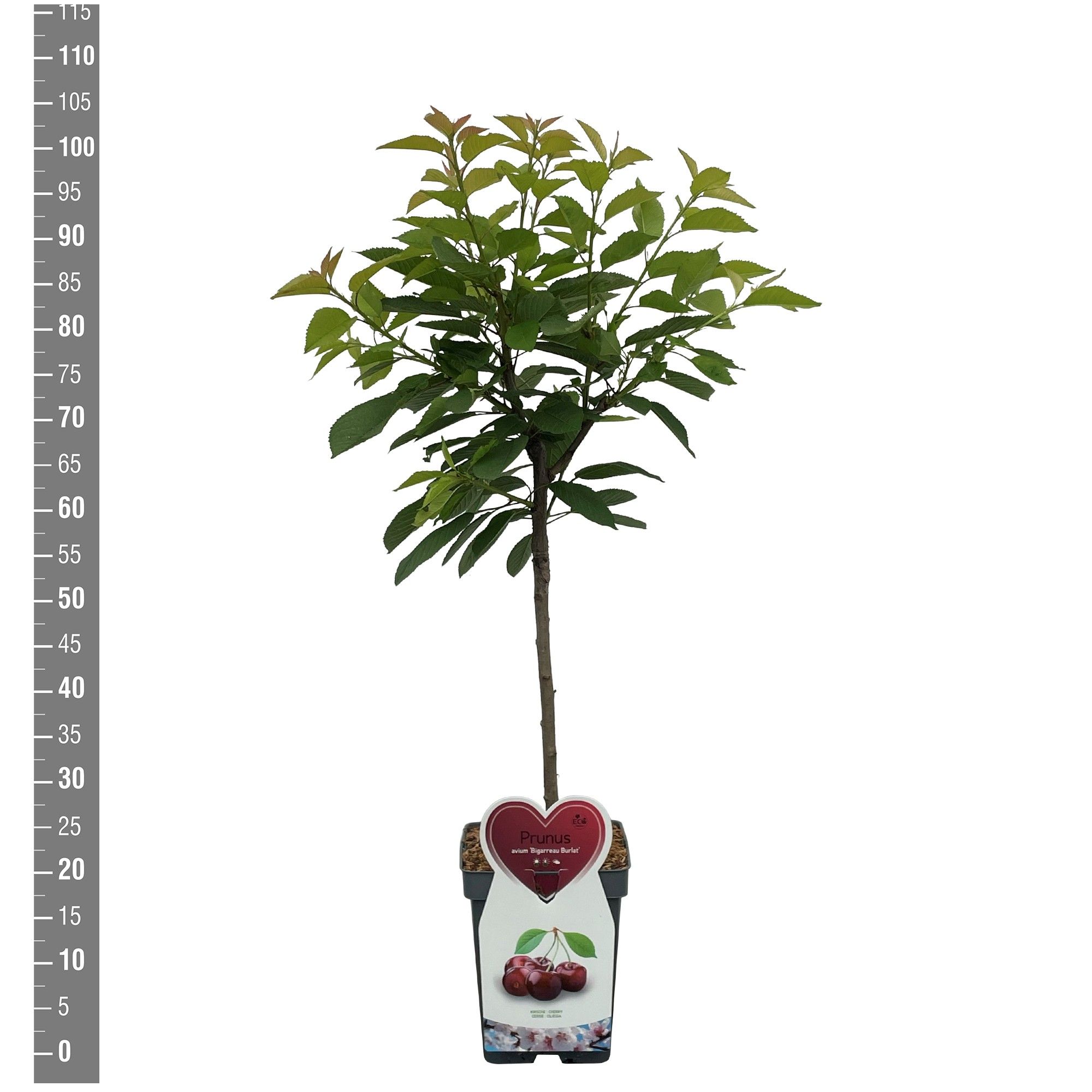 Prunus a. Bigarreau Burlat, Patioboom