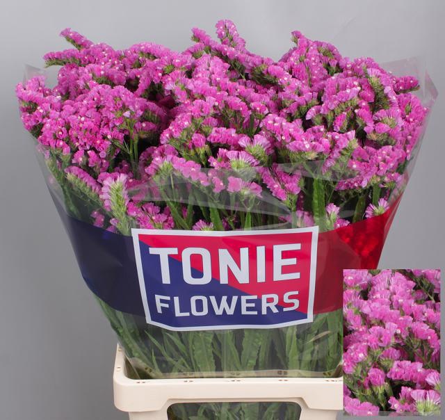 Lim S Dyna Rose 70cm 75gram