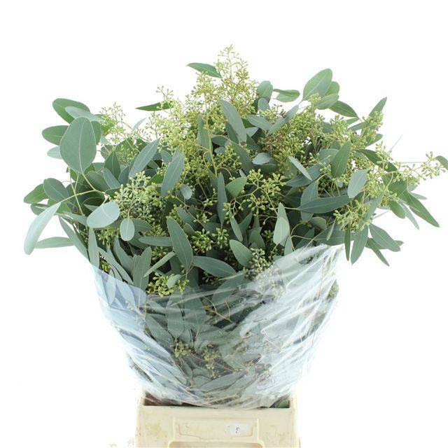 Eucalyptus per bunch polyanthemos (fruit) EUC POLYAN FRUI P BS | OZ Planten