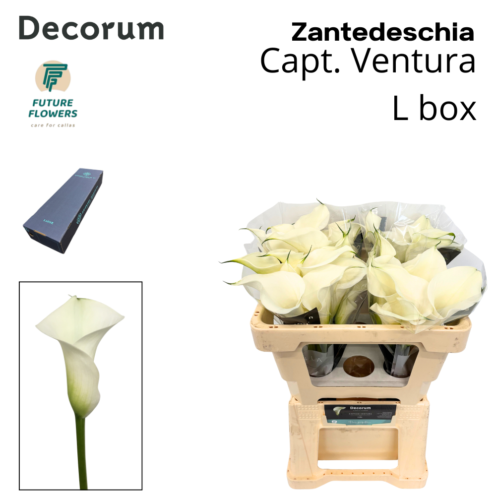 Zant Capt Ventura