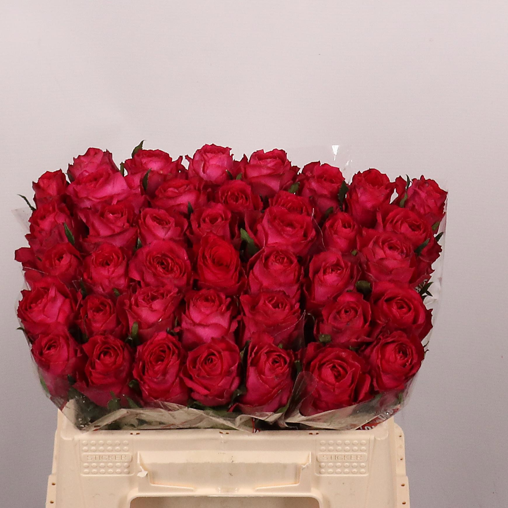 Rosa Madam Cerise 35cm