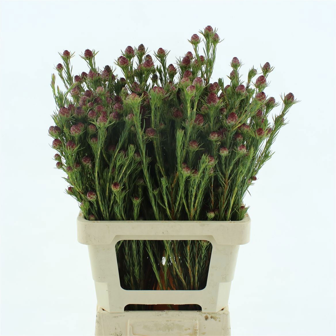 Leucadendron Jubilee Crown Bunch 60cm
