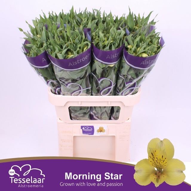 Alstr Morning Star 70cm 55gram