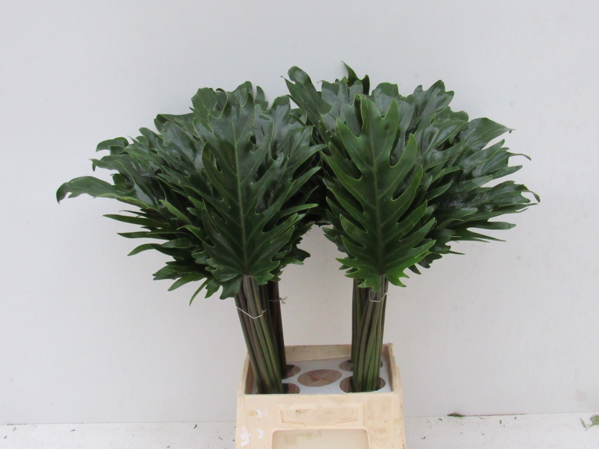Monstera Xanadu 60cm