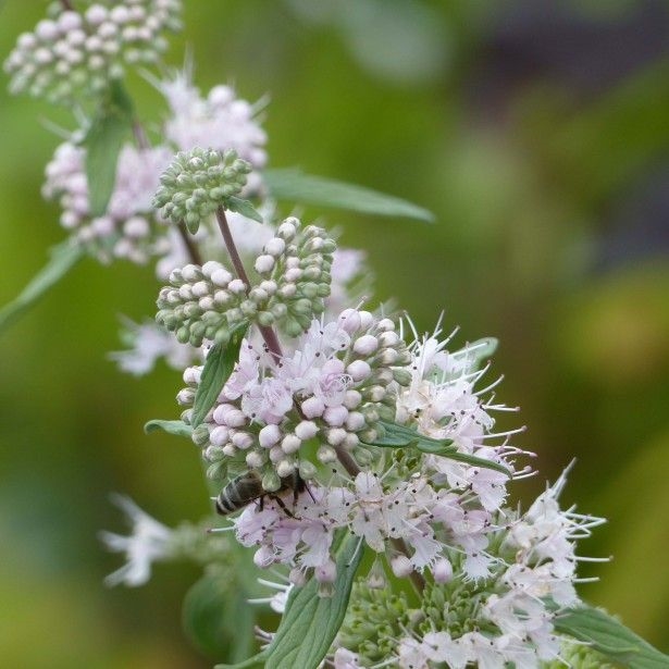 Picture of Caryopteris Pink Perfection ('Lisspin'PBR)