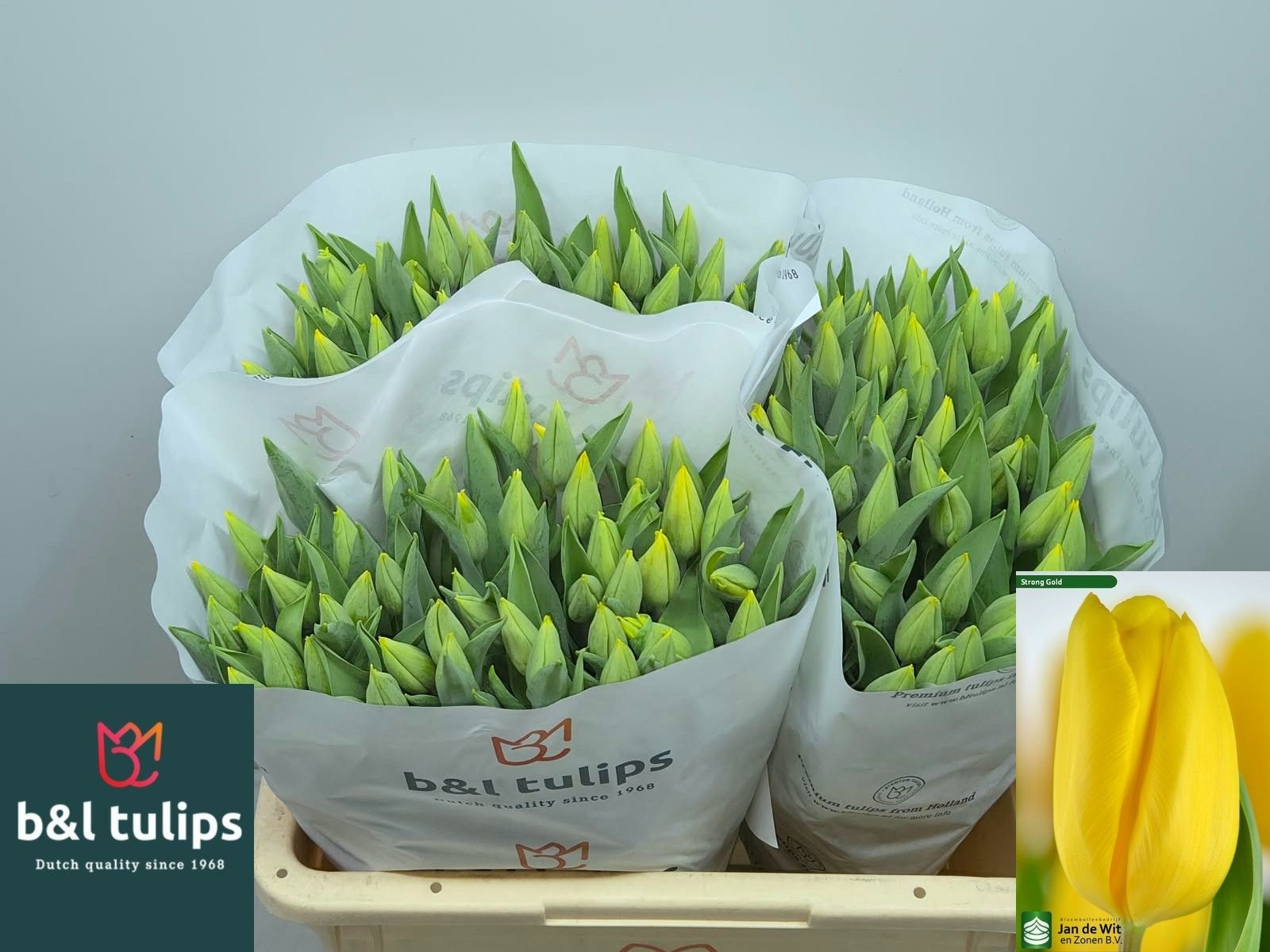 Tulipa Strong Gold 40cm 38gram