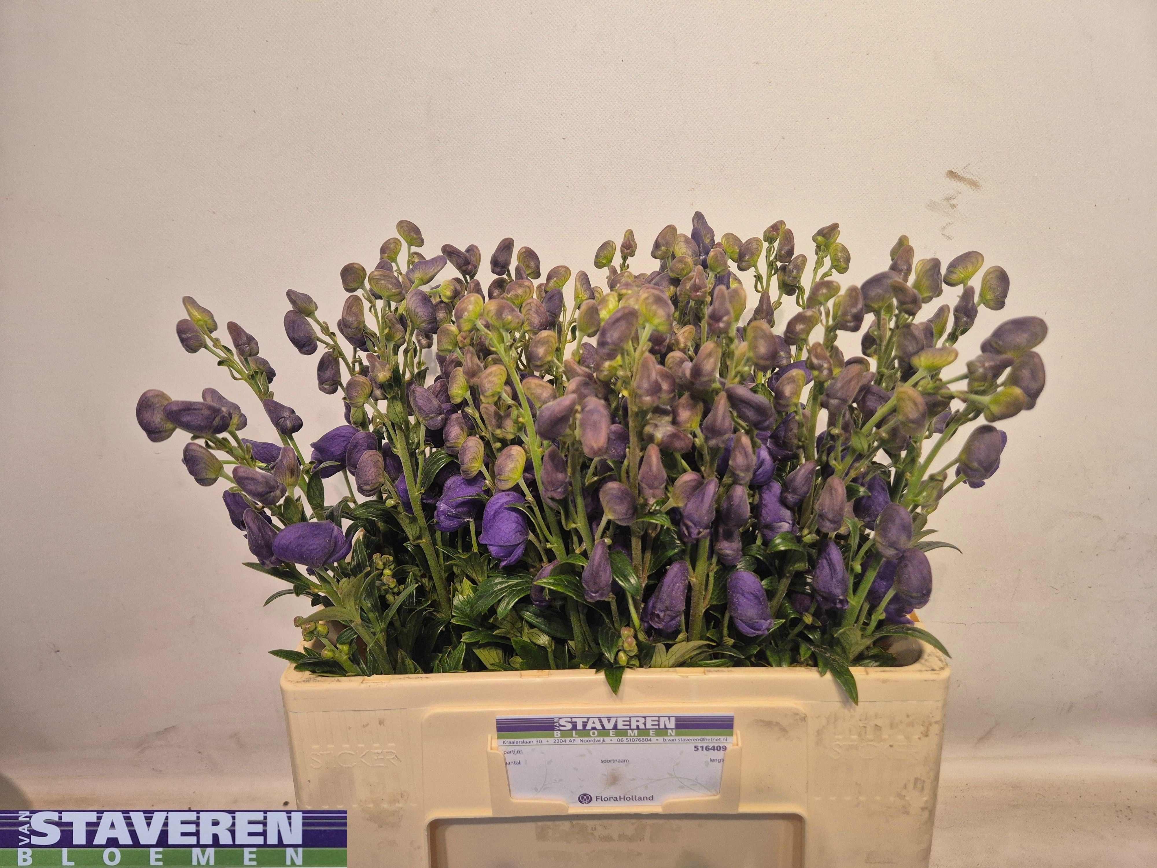 Aconitum Arensi 60cm