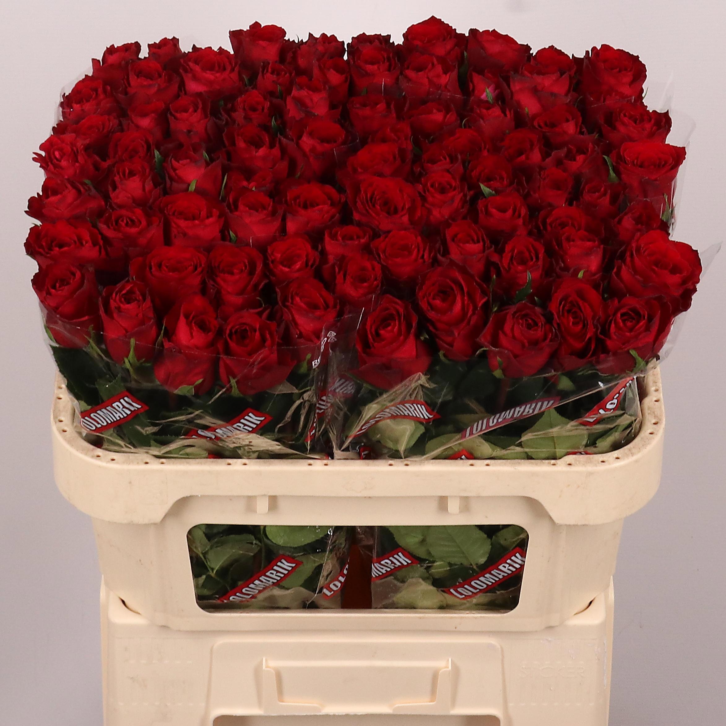 Rosa Madam Red 70cm