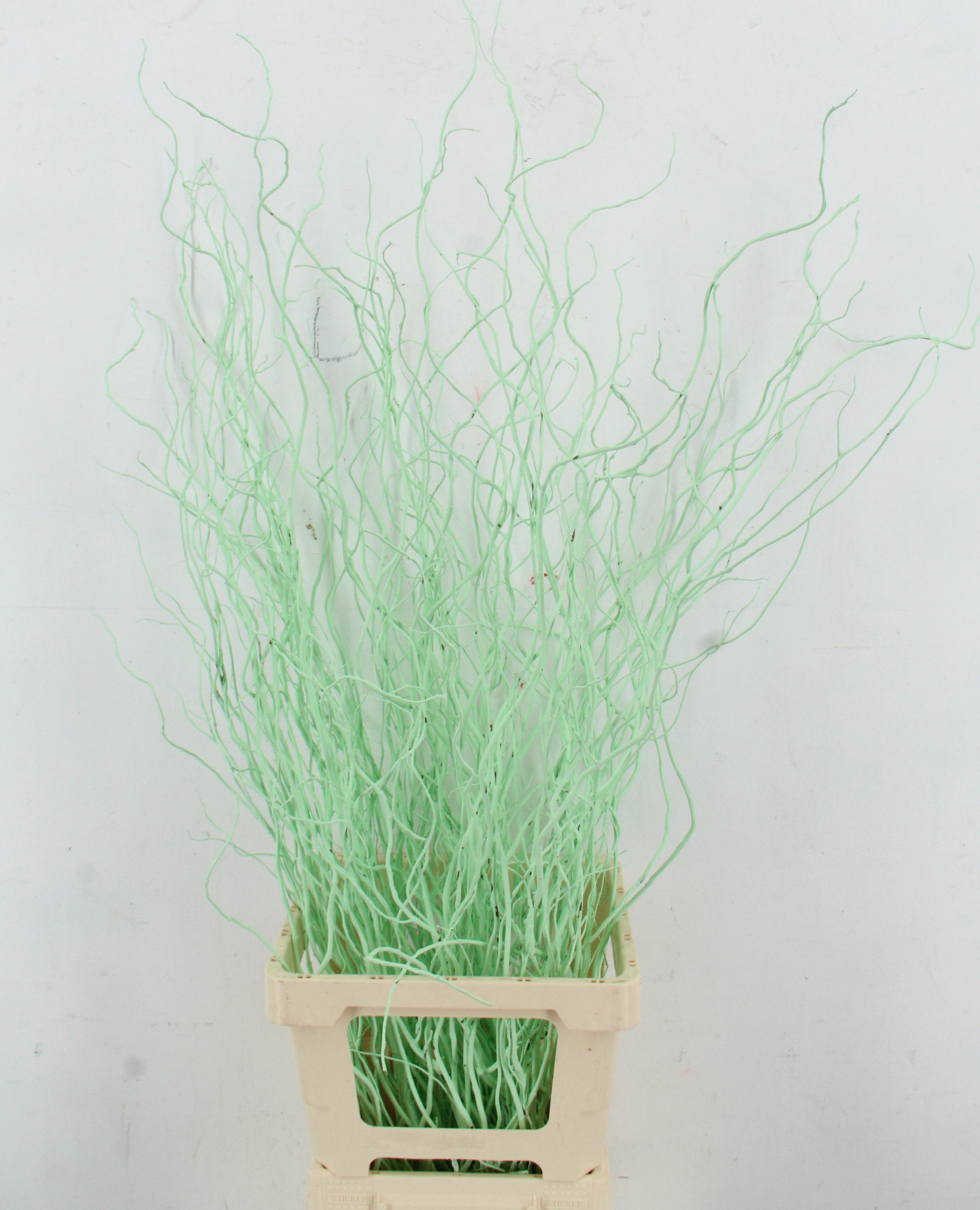 Salix Ov Klb H%