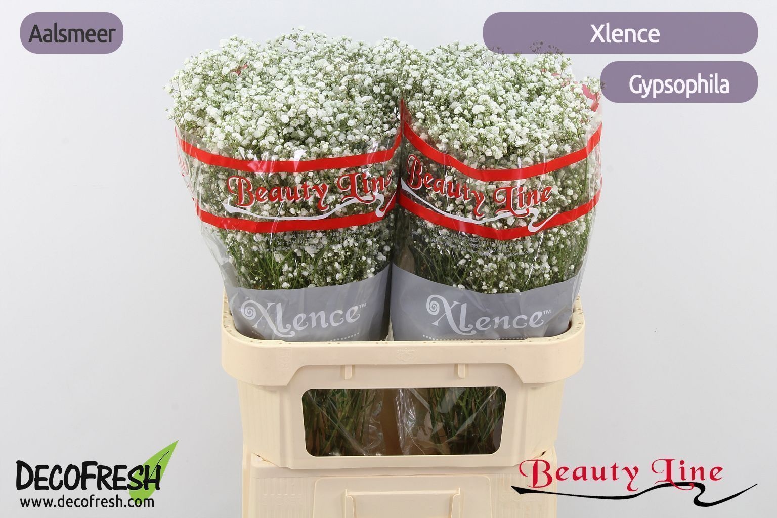 Gypsophila Xlence White 80cm 35gram