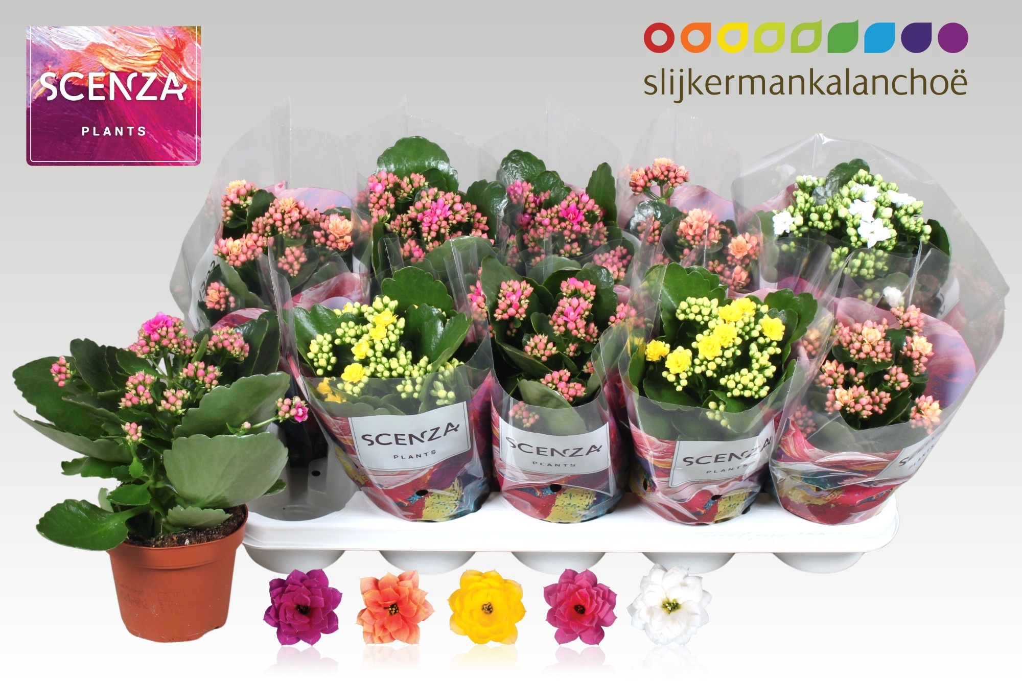 Kalan B Ge Gem 5 Kl 12Ø 26cm