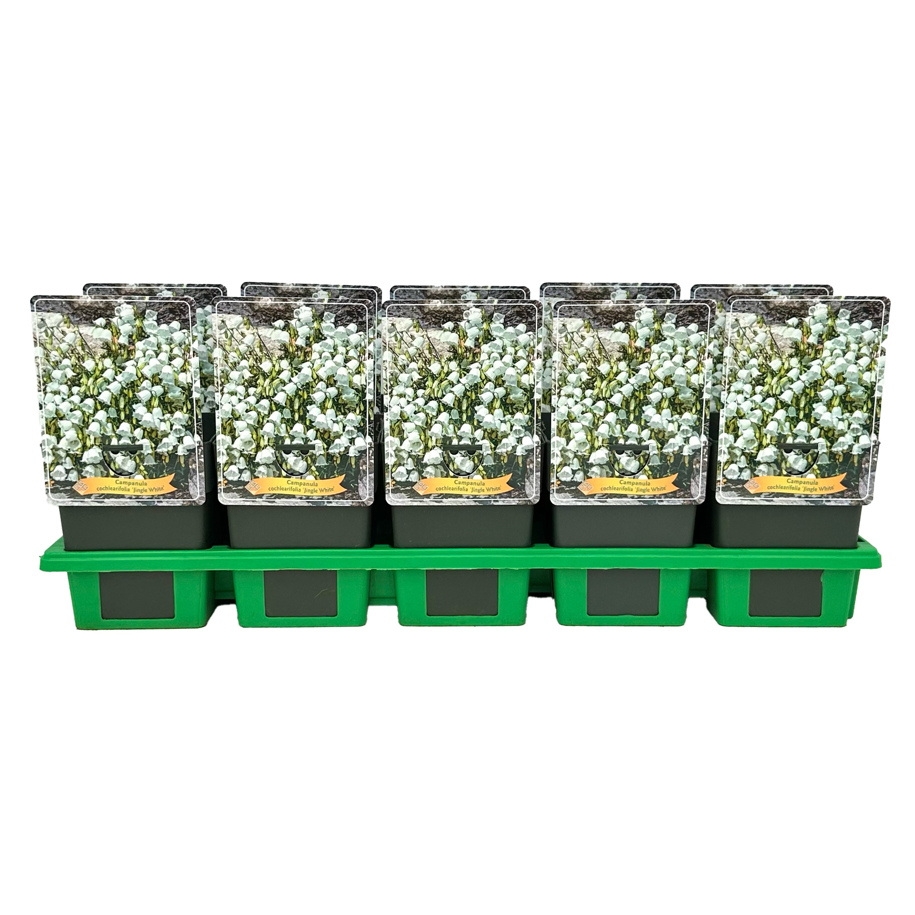 Campanula cochleariifolia 'Jingle White'