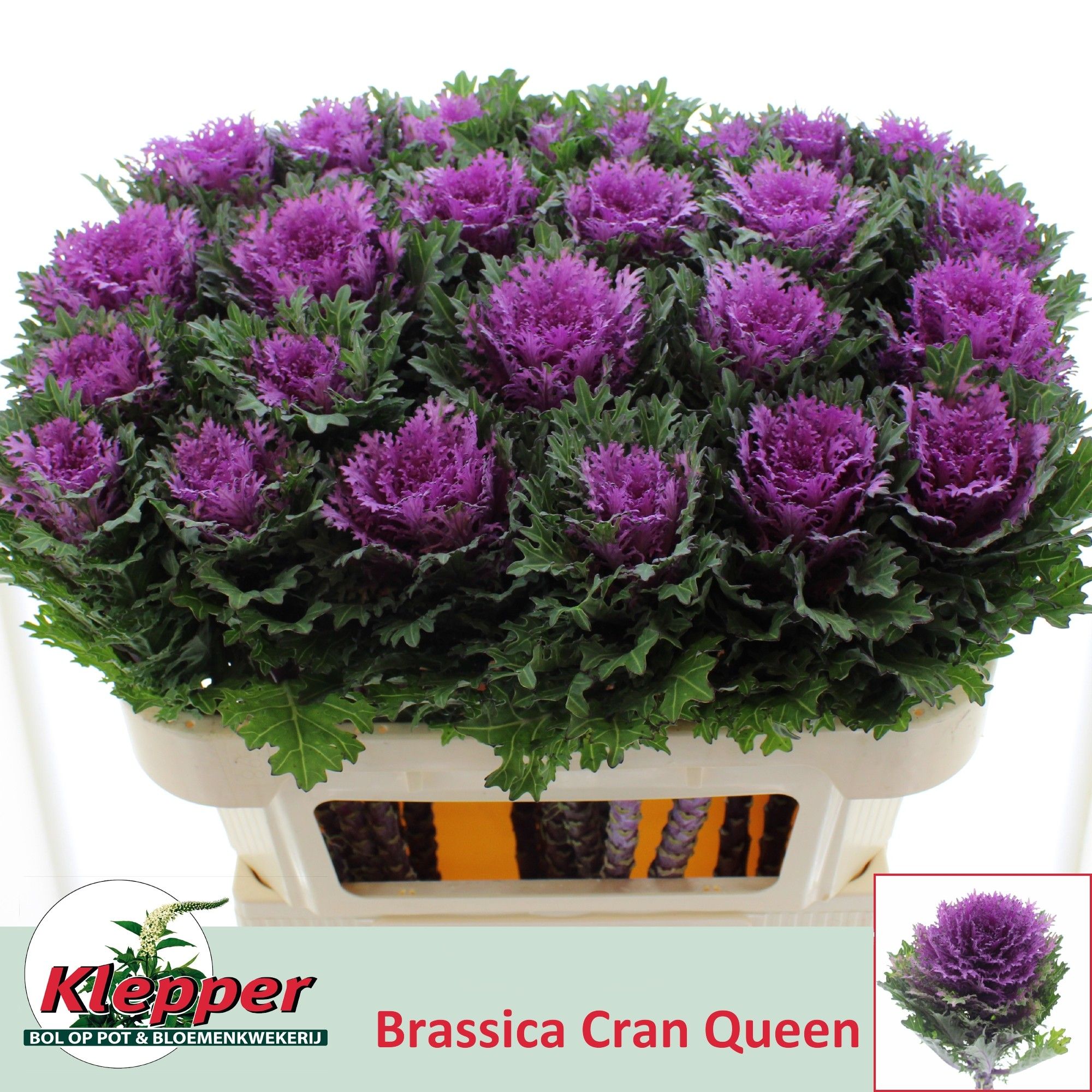 Brassica Crane Queen 70cm