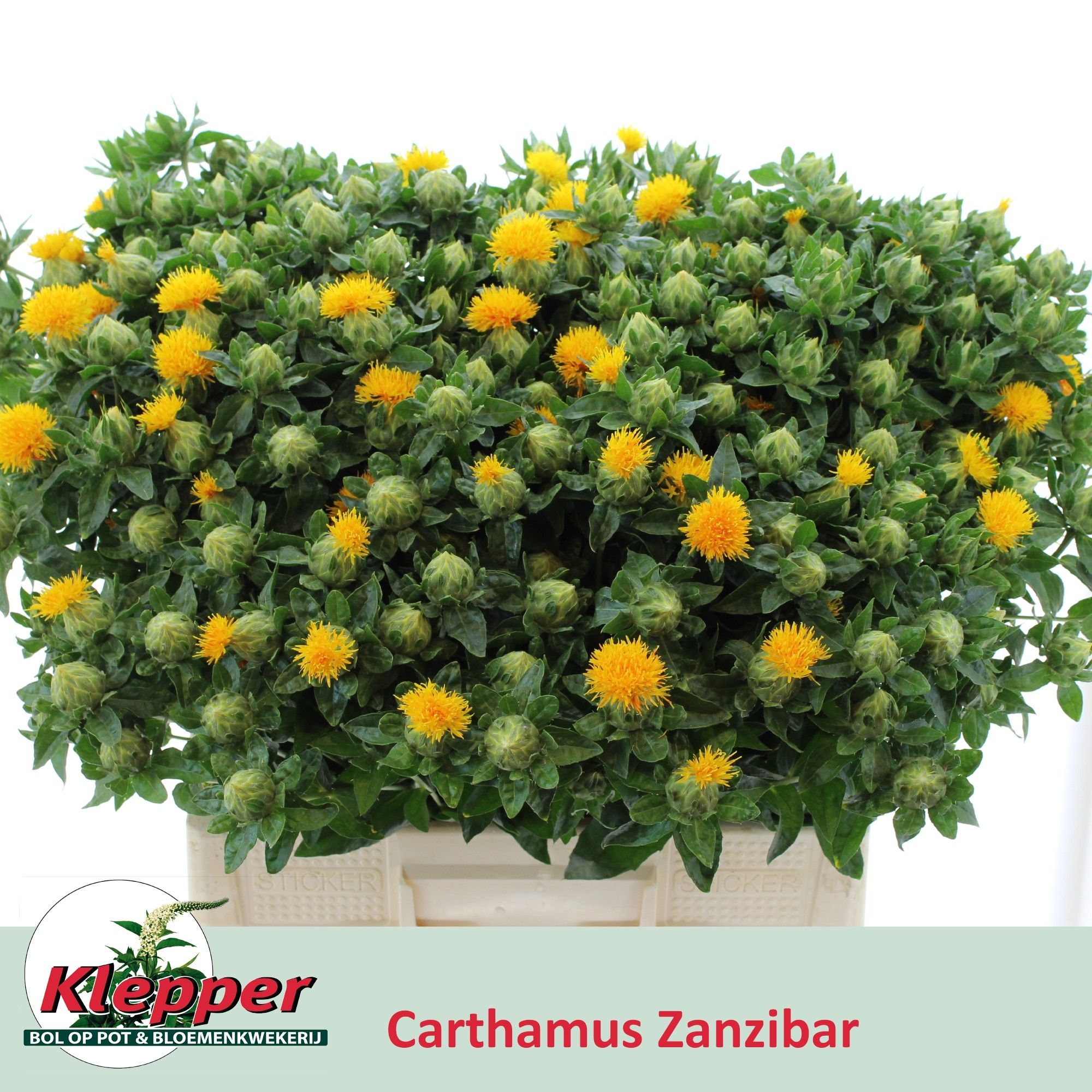 Carthamus Zanzibar 60cm