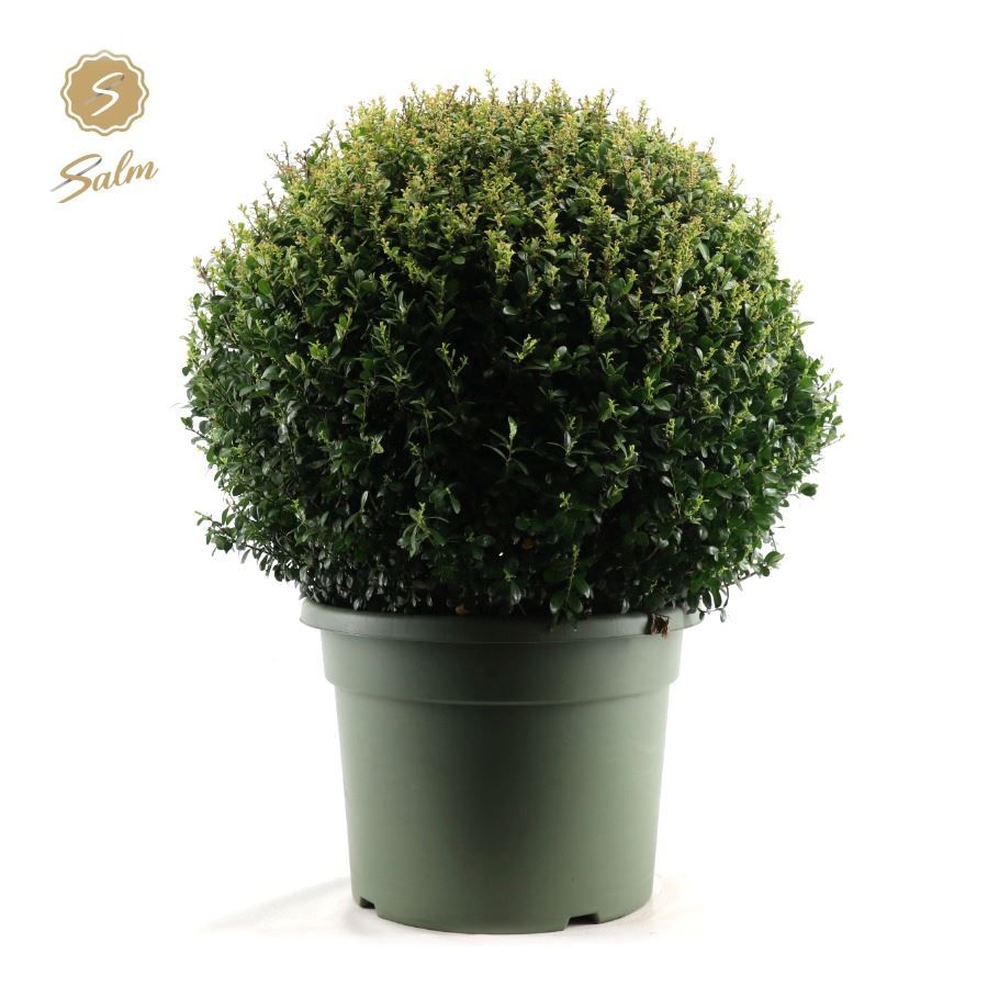 Picture of Ilex crenata Ball Ø70cm P45