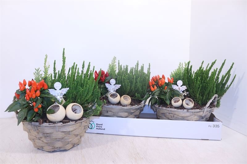 Arr Tuinplanten 22P 28cm