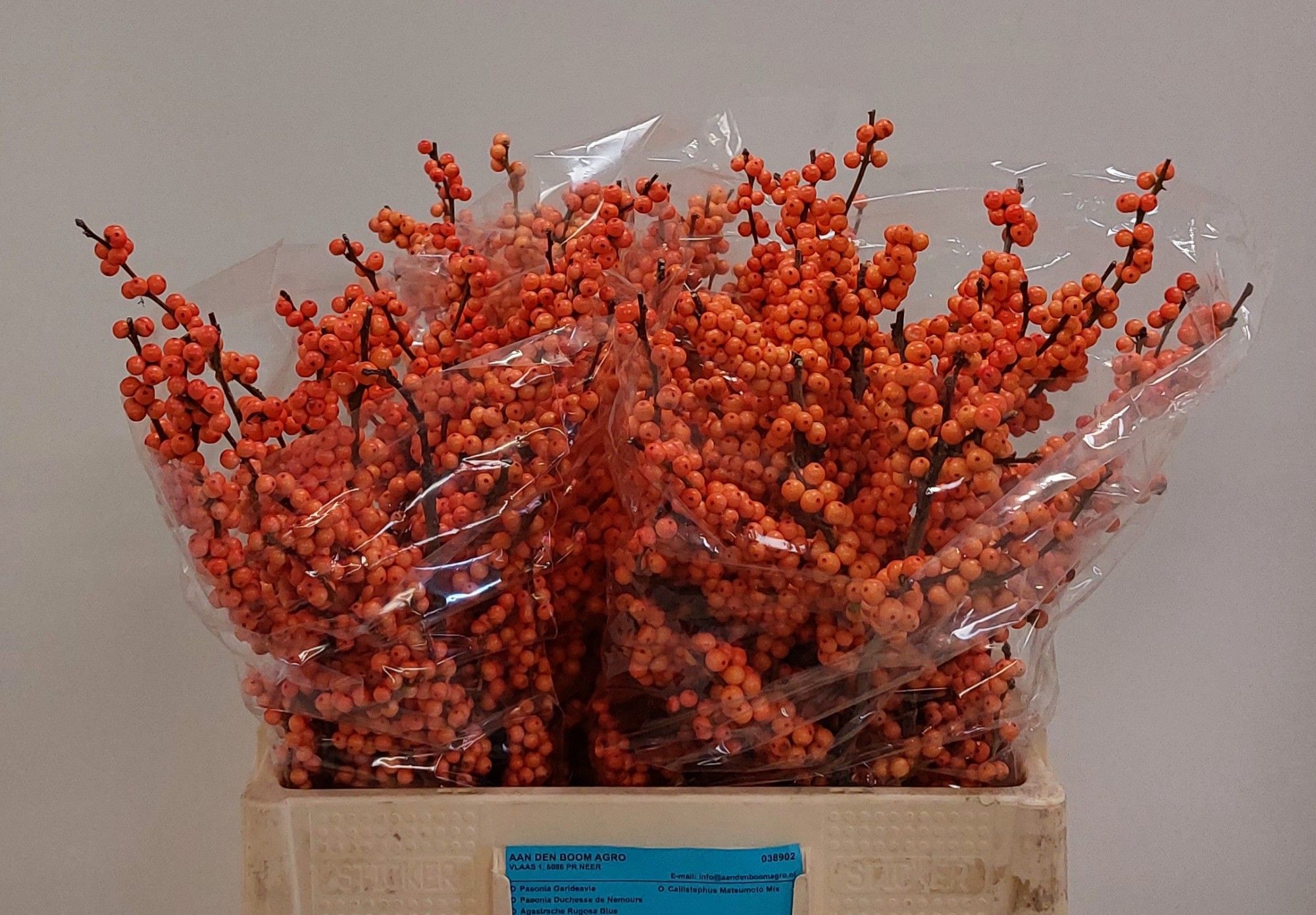 Ilex Winter Gold 60cm