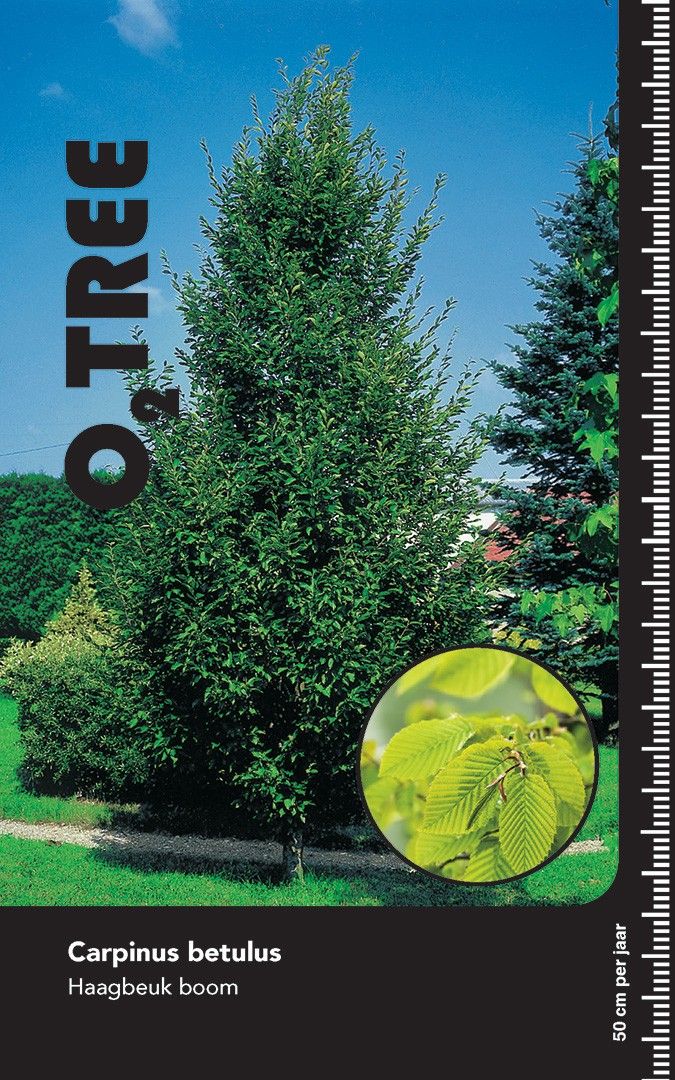 Carpinus betulus beveerd