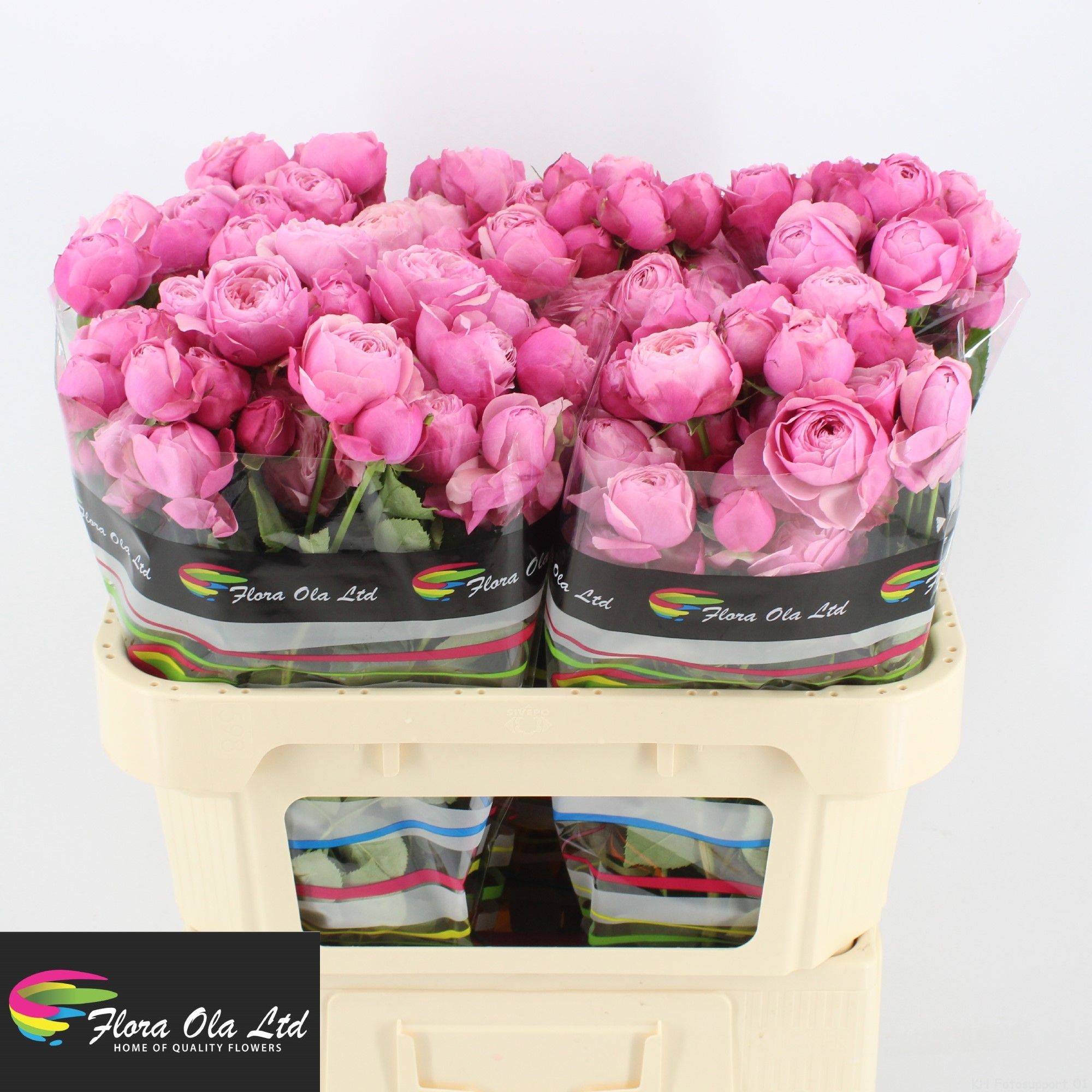 Rosa Spray Silva Pink 70cm