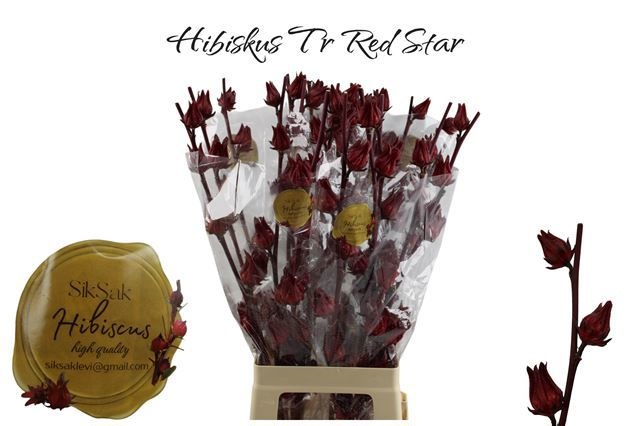 Hibisc Tr Red Star 70cm