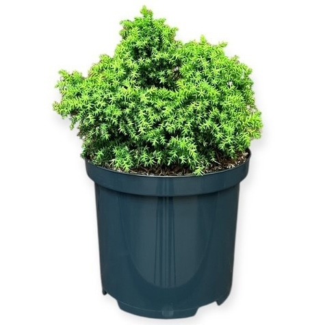 Cryptomeria japonica 'Twinkle Toes'