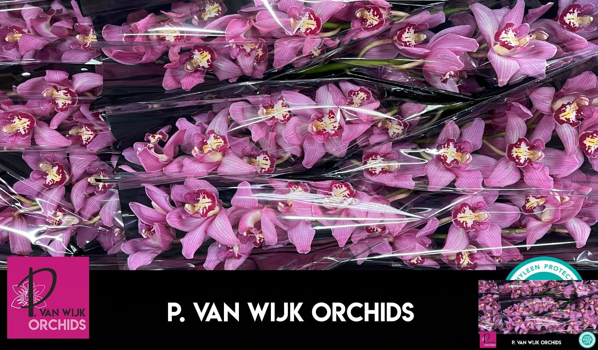 Cymbidium Cynthia 8/11bl