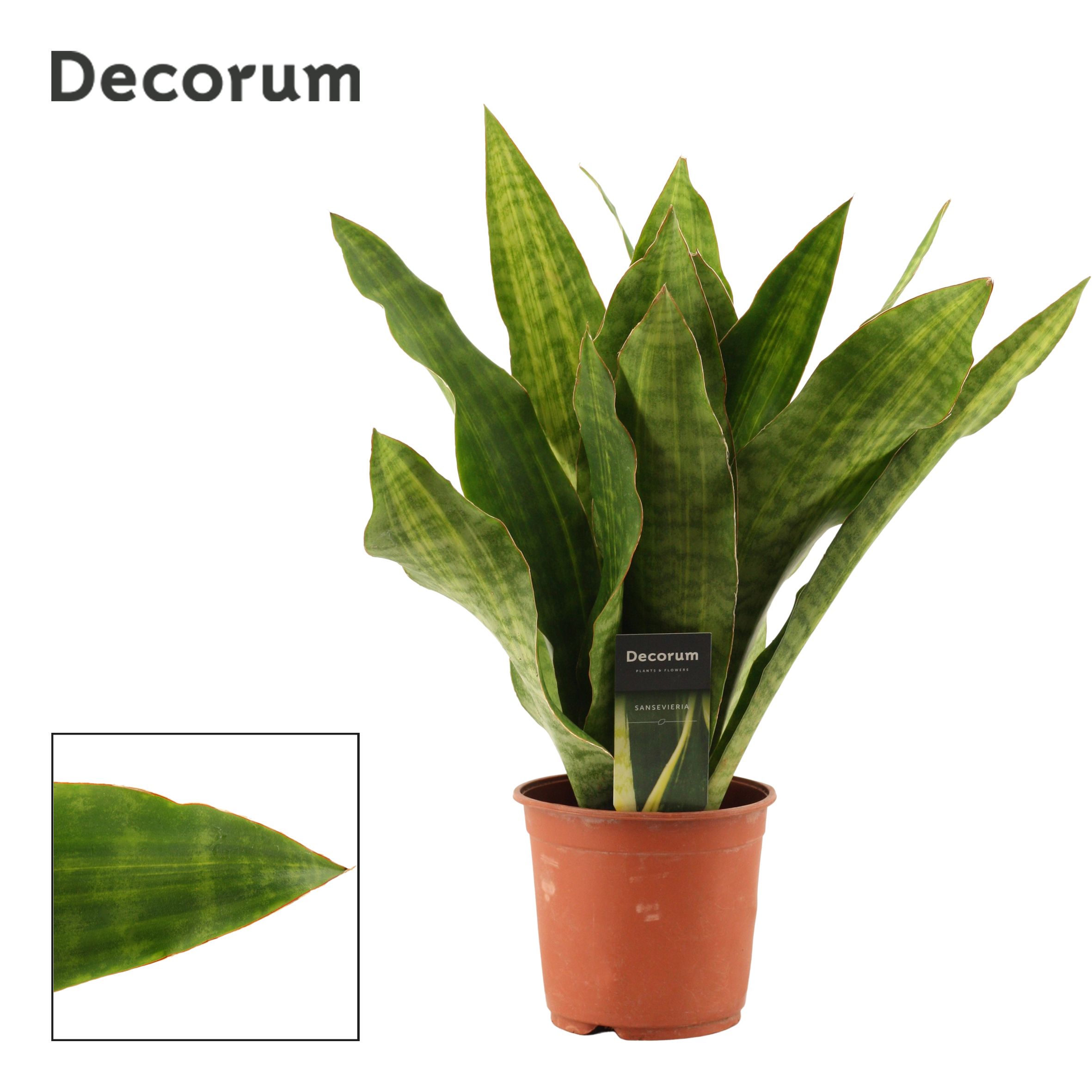 Sansevieria Aubrytiana Nite Lite (Decorum)