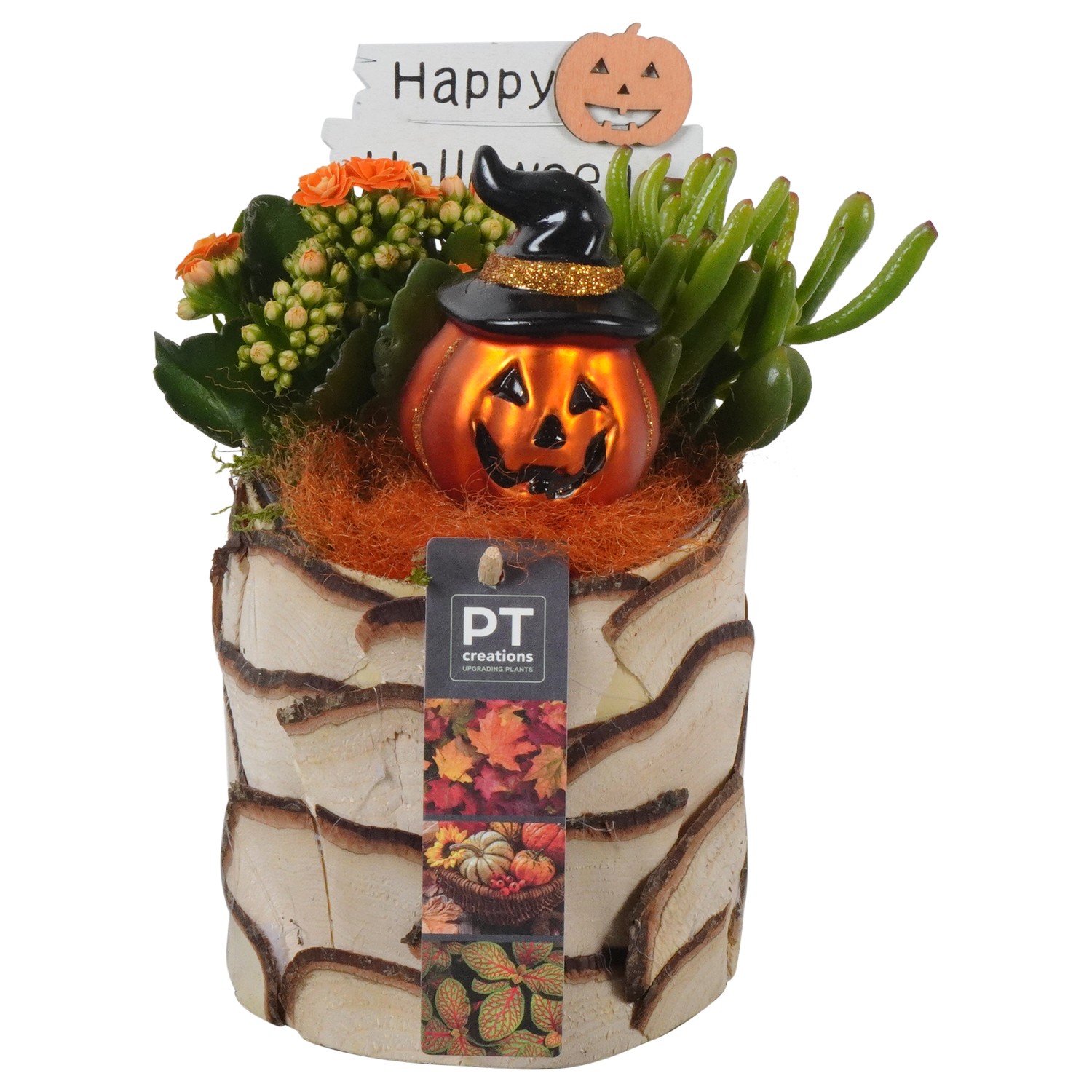 Picture of PTHL1933 Arrangement Halloween in wooden pot P15 35CM